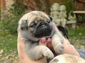 Masse's Pudgy Pugs